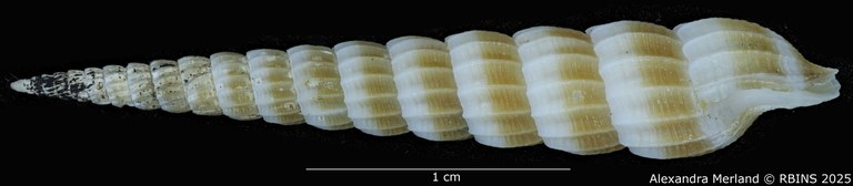 BE-RBINS-INV-MT-3640-Clathroterebra-joelbartschi-pt-L.jpg BE-RBINS-INV-MT-3640-Clathroterebra-joelbartschi-pt-L.jpg