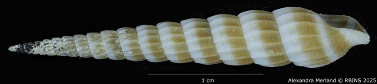 BE-RBINS-INV-MT-3640-Clathroterebra-joelbartschi-pt-L2.jpg BE-RBINS-INV-MT-3640-Clathroterebra-joelbartschi-pt-L2.jpg
