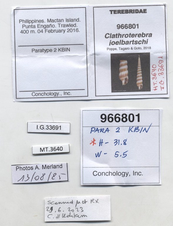 BE-RBINS-INV-MT-3640-Clathroterebra-joelbartschi-pt-label.jpg BE-RBINS-INV-MT-3640-Clathroterebra-joelbartschi-pt-label.jpg
