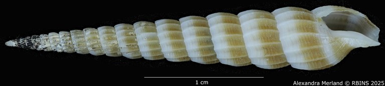 BE-RBINS-INV-MT-3640-Clathroterebra-joelbartschi-pt-V.jpg BE-RBINS-INV-MT-3640-Clathroterebra-joelbartschi-pt-V.jpg