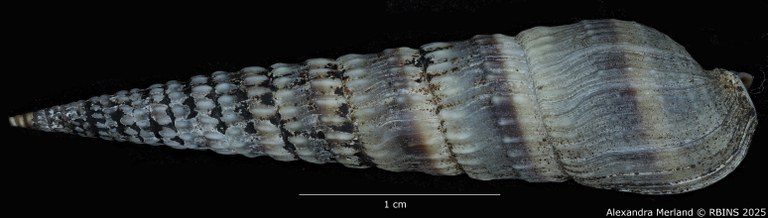 BE-RBINS-INV-MT-3711-Duplicaria-kirstenae-ht-D.jpg BE-RBINS-INV-MT-3711-Duplicaria-kirstenae-ht-D.jpg
