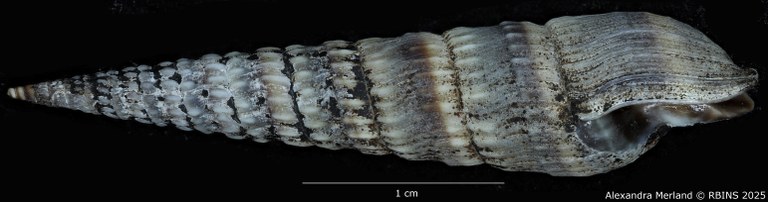 BE-RBINS-INV-MT-3711-Duplicaria-kirstenae-ht-L.jpg BE-RBINS-INV-MT-3711-Duplicaria-kirstenae-ht-L.jpg