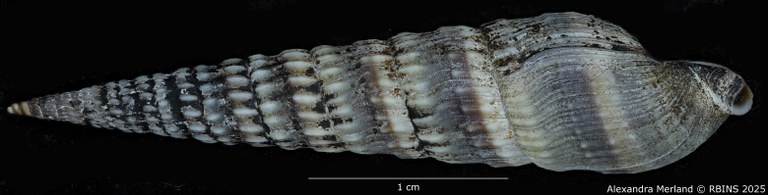 BE-RBINS-INV-MT-3711-Duplicaria-kirstenae-ht-L2.jpg BE-RBINS-INV-MT-3711-Duplicaria-kirstenae-ht-L2.jpg