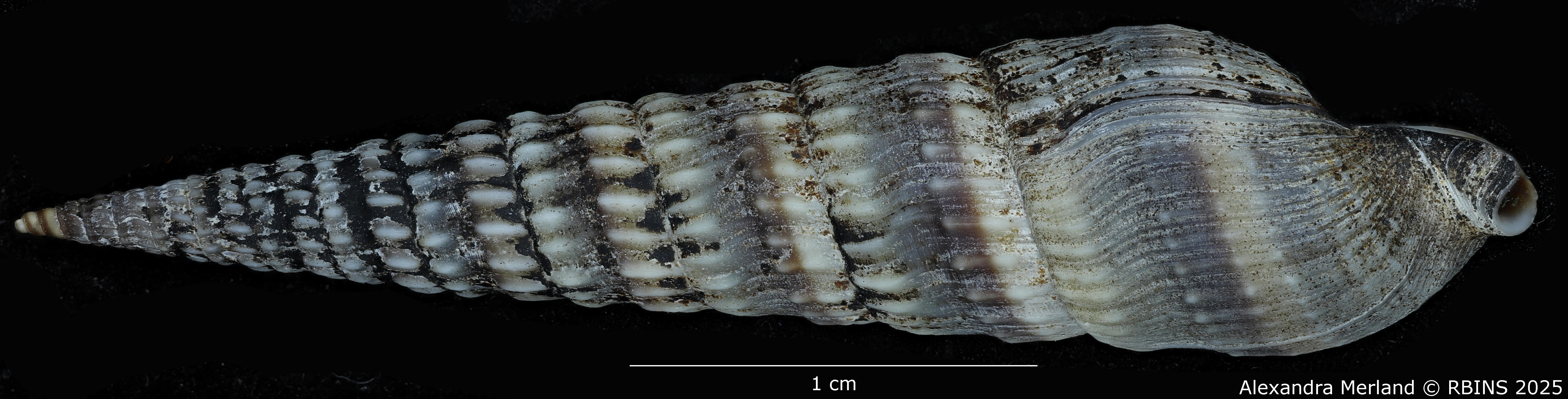 BE-RBINS-INV-MT-3711-Duplicaria-kirstenae-ht-L2.jpg