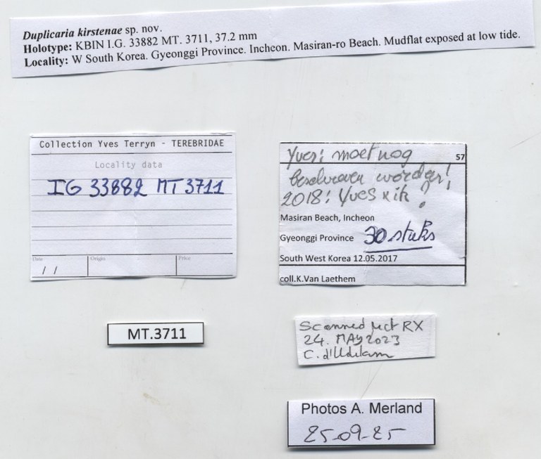 BE-RBINS-INV-MT-3711-Duplicaria-kirstenae-ht-label.jpg BE-RBINS-INV-MT-3711-Duplicaria-kirstenae-ht-label.jpg
