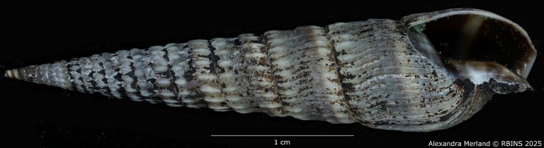 BE-RBINS-INV-MT-3711-Duplicaria-kirstenae-ht-V.jpg BE-RBINS-INV-MT-3711-Duplicaria-kirstenae-ht-V.jpg