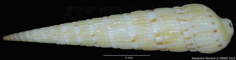 BE-RBINS-INV-MT-3612-Hastulopsis-baliensis-ht-D.jpg BE-RBINS-INV-MT-3612-Hastulopsis-baliensis-ht-D.jpg