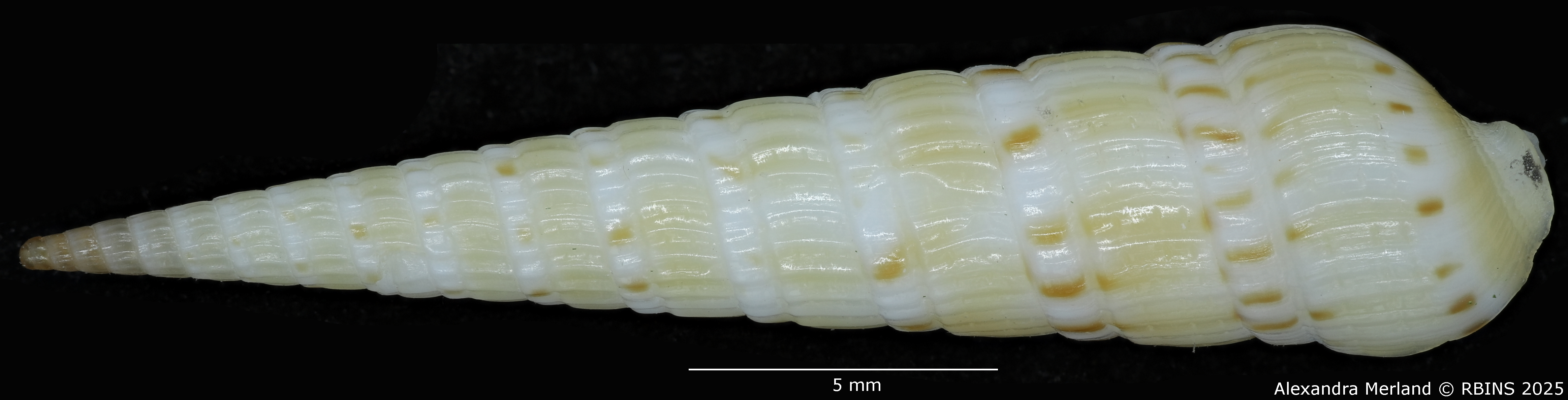 BE-RBINS-INV-MT-3612-Hastulopsis-baliensis-ht-D.jpg