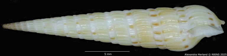 BE-RBINS-INV-MT-3612-Hastulopsis-baliensis-ht-L.jpg BE-RBINS-INV-MT-3612-Hastulopsis-baliensis-ht-L.jpg