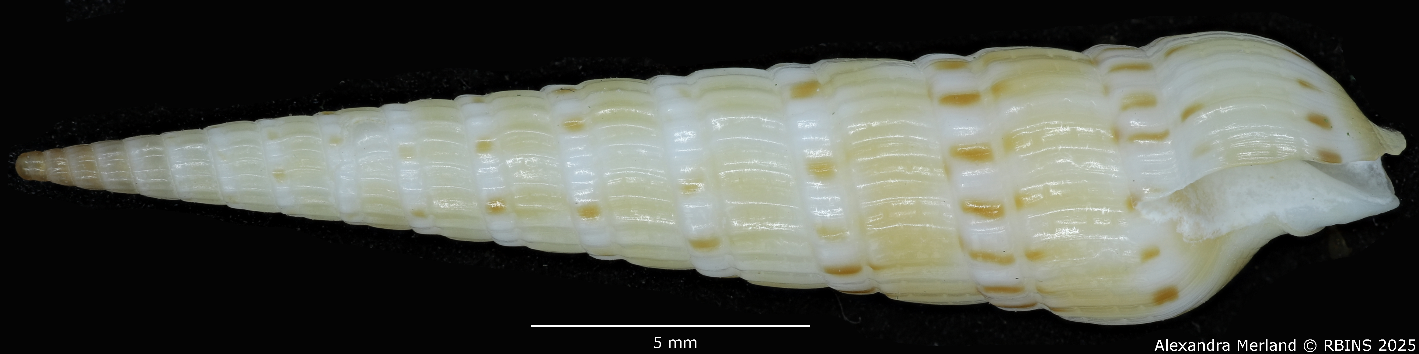 BE-RBINS-INV-MT-3612-Hastulopsis-baliensis-ht-L.jpg