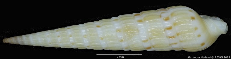 BE-RBINS-INV-MT-3612-Hastulopsis-baliensis-ht-L2.jpg BE-RBINS-INV-MT-3612-Hastulopsis-baliensis-ht-L2.jpg