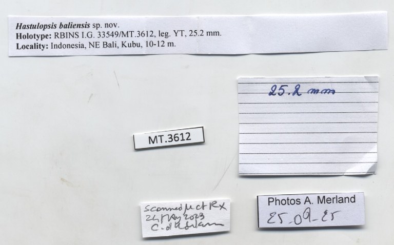 BE-RBINS-INV-MT-3612-Hastulopsis-baliensis-ht-label.jpg BE-RBINS-INV-MT-3612-Hastulopsis-baliensis-ht-label.jpg