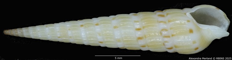 BE-RBINS-INV-MT-3612-Hastulopsis-baliensis-ht-V.jpg BE-RBINS-INV-MT-3612-Hastulopsis-baliensis-ht-V.jpg