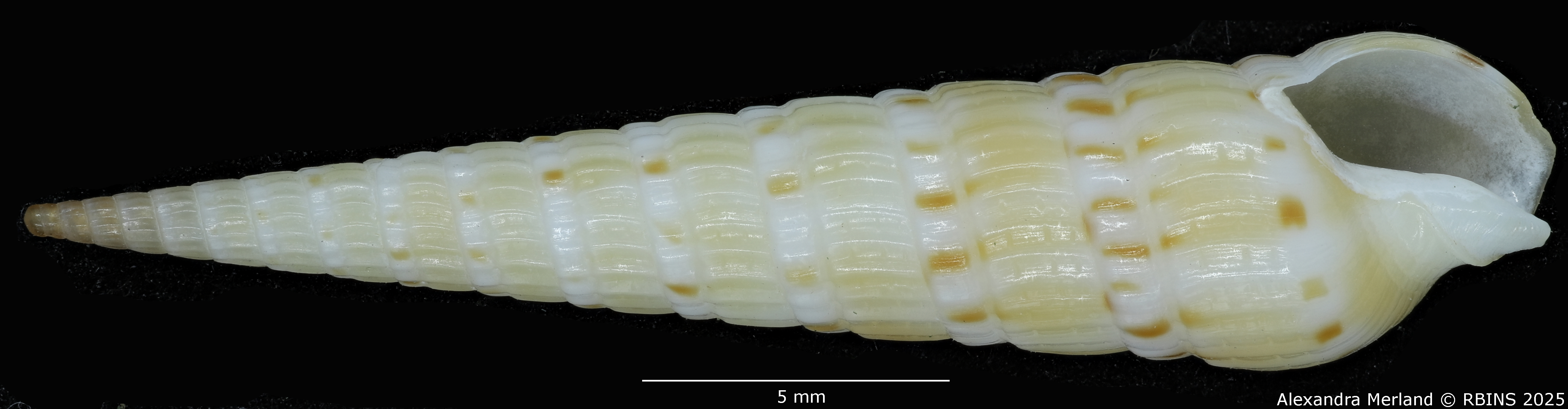 BE-RBINS-INV-MT-3612-Hastulopsis-baliensis-ht-V.jpg
