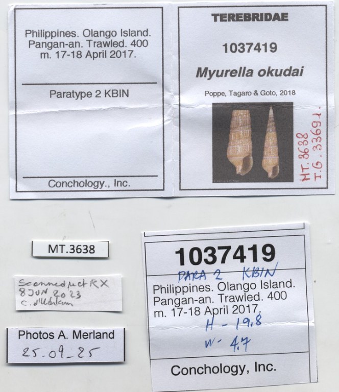 BE-RBINS-INV-MT-3638-Myurella-okudai-pt-label.jpg BE-RBINS-INV-MT-3638-Myurella-okudai-pt-label.jpg