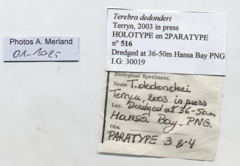 BE-RBINS-INV-MT-516-Terebra-dedonderi-pt-label.jpg