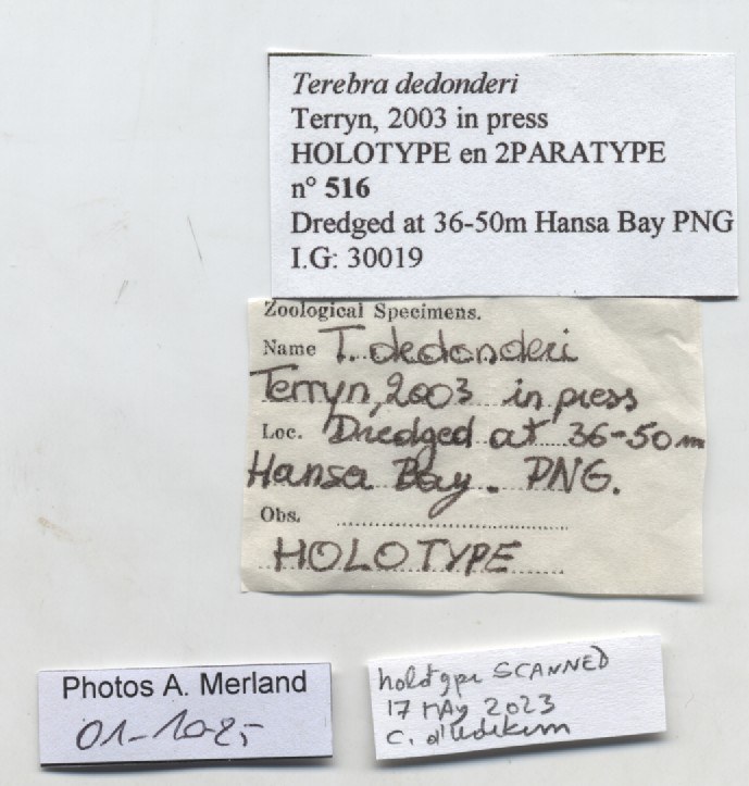 BE-RBINS-INV-MT-516-Terebra-dedonderi-ht-label.jpg