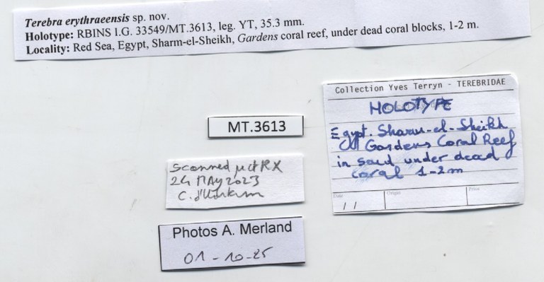 BE-RBINS-INV-MT-Terebra-erythraeensis-ht-label.jpg