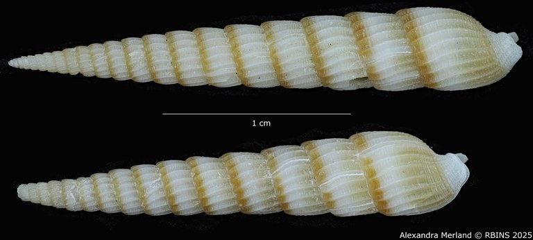 BE-RBINS-INV-MT-517-Terebra-poppei-pt-D.jpg BE-RBINS-INV-MT-517-Terebra-poppei-pt-D.jpg
