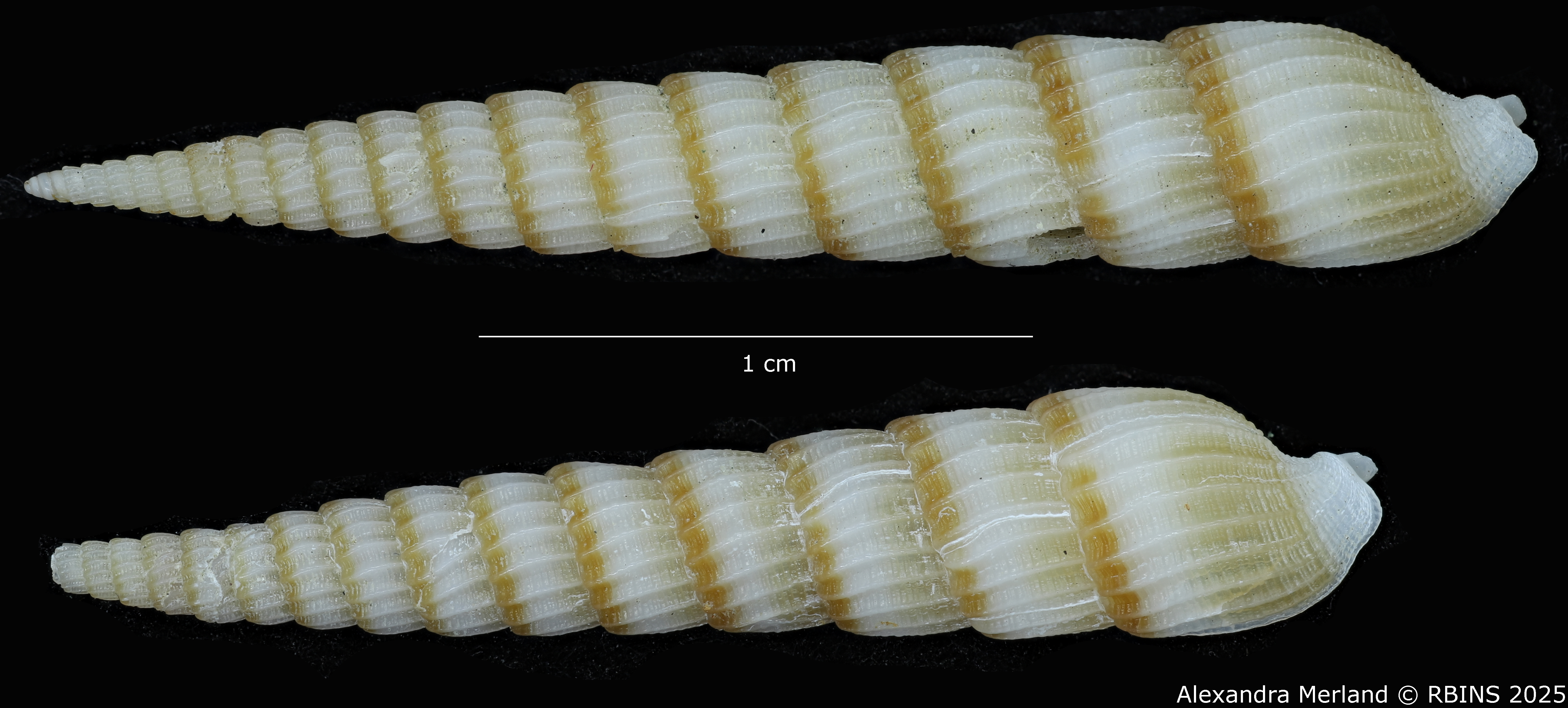 BE-RBINS-INV-MT-517-Terebra-poppei-pt-D.jpg