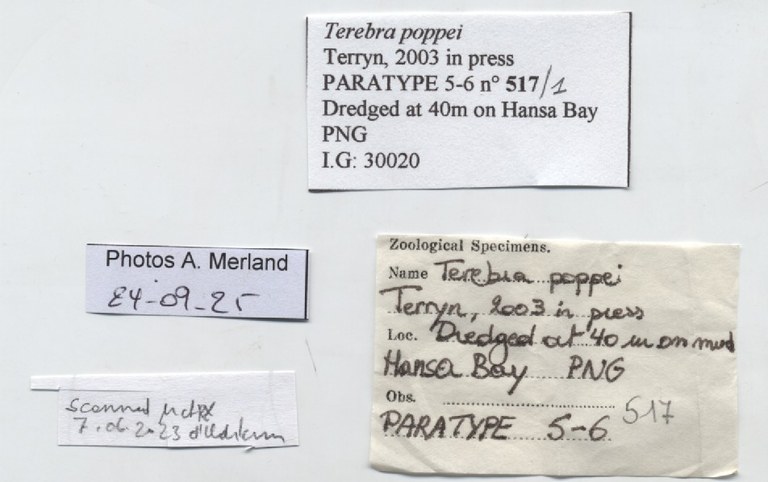 BE-RBINS-INV-MT-517-Terebra-poppei-pt-label.jpg BE-RBINS-INV-MT-517-Terebra-poppei-pt-label.jpg