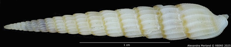 BE-RBINS-INV-MT-517-Terebra-poppei-pt-D.jpg BE-RBINS-INV-MT-517-Terebra-poppei-pt-D.jpg