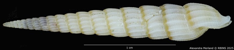 BE-RBINS-INV-MT-517-Terebra-poppei-pt-L.jpg BE-RBINS-INV-MT-517-Terebra-poppei-pt-L.jpg