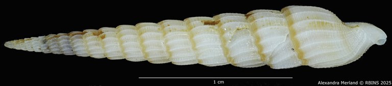 BE-RBINS-INV-MT-517-Terebra-poppei-pt-L2.jpg BE-RBINS-INV-MT-517-Terebra-poppei-pt-L2.jpg