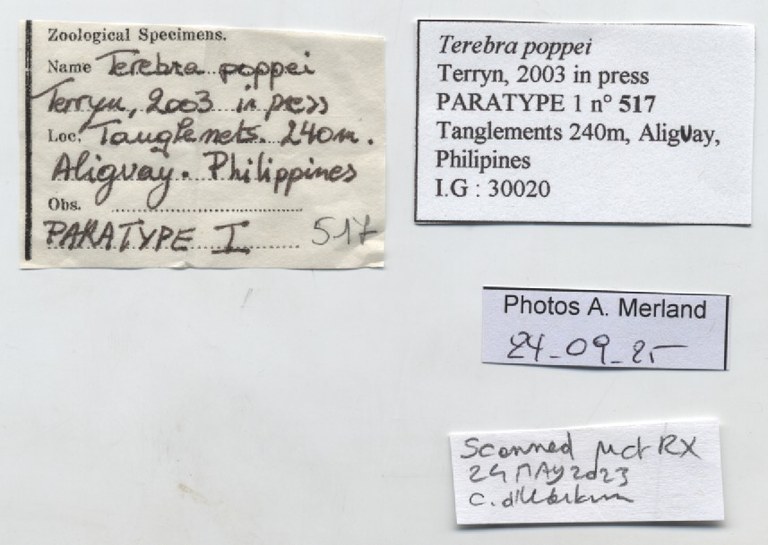 BE-RBINS-INV-MT-517-Terebra-poppei-pt-label.jpg BE-RBINS-INV-MT-517-Terebra-poppei-pt-label.jpg