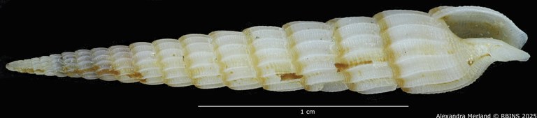 BE-RBINS-INV-MT-517-Terebra-poppei-pt-V.jpg BE-RBINS-INV-MT-517-Terebra-poppei-pt-V.jpg