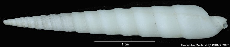 BE-RBINS-INV-MT-3637-Terebra-terryni-pt-L2.jpg BE-RBINS-INV-MT-3637-Terebra-terryni-pt-L2.jpg