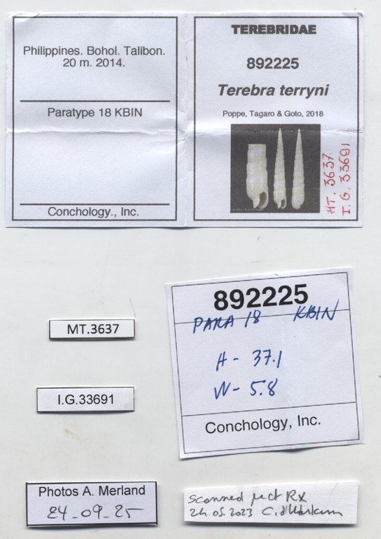 BE-RBINS-INV-MT-3637-Terebra-terryni-pt-label.jpg BE-RBINS-INV-MT-3637-Terebra-terryni-pt-label.jpg