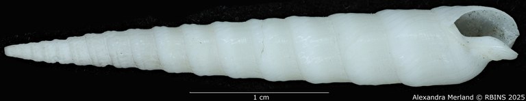 BE-RBINS-INV-MT-3637-Terebra-terryni-pt-V.jpg BE-RBINS-INV-MT-3637-Terebra-terryni-pt-V.jpg