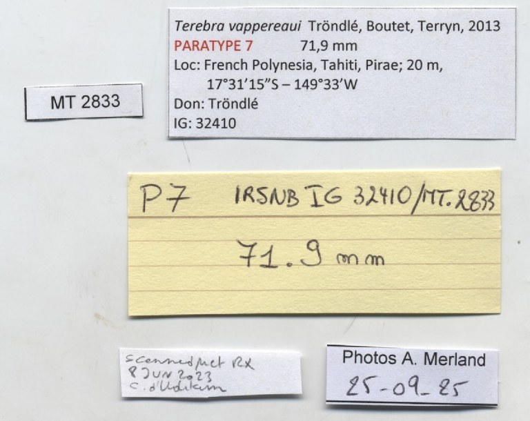 BE-RBINS-INV-MT-2833-Terebra-vappereaui-pt-label.jpg BE-RBINS-INV-MT-2833-Terebra-vappereaui-pt-label.jpg