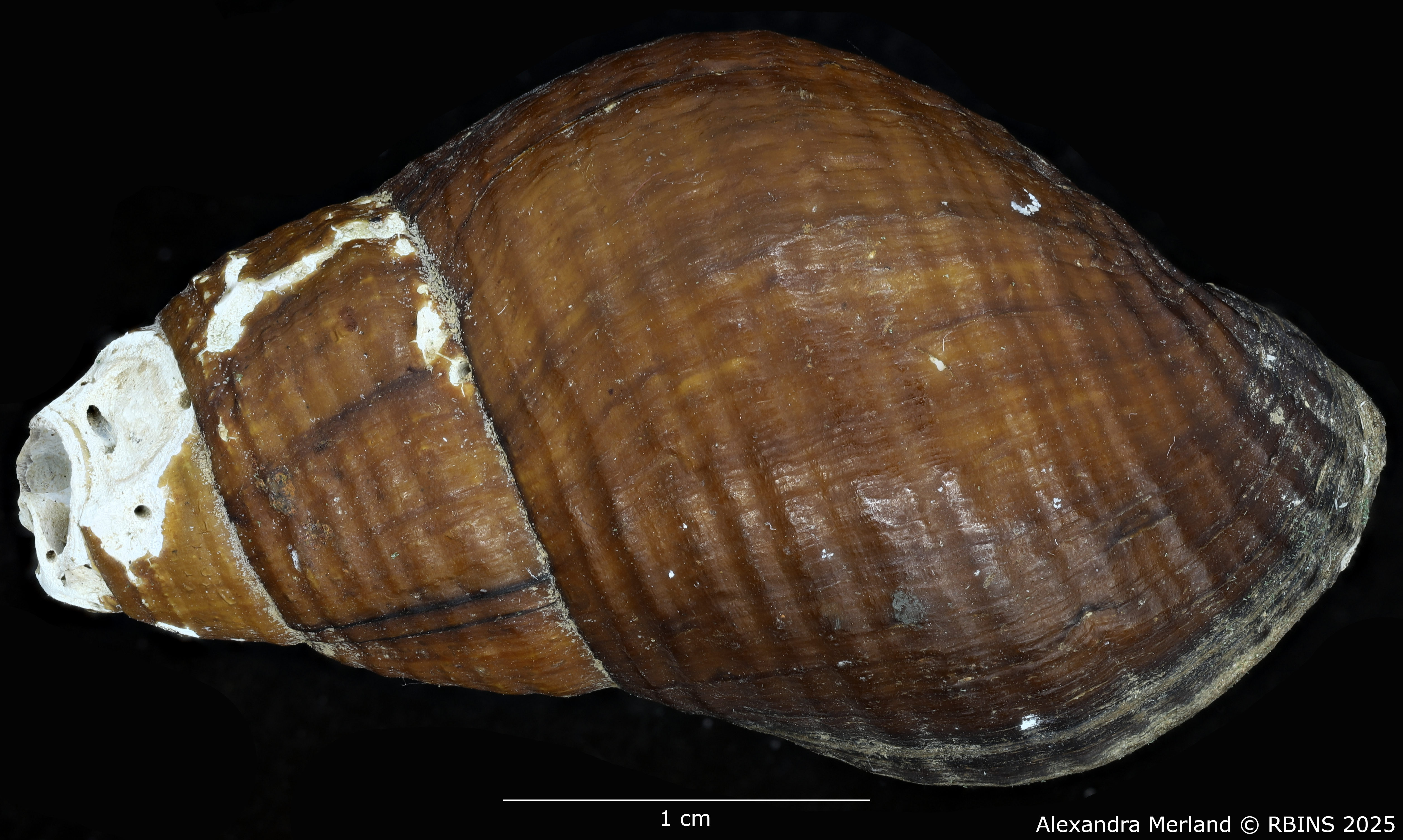 BE-RBINS-INV-MT-2128-Melania-aubryana-var.-obliterata-st-D.jpg