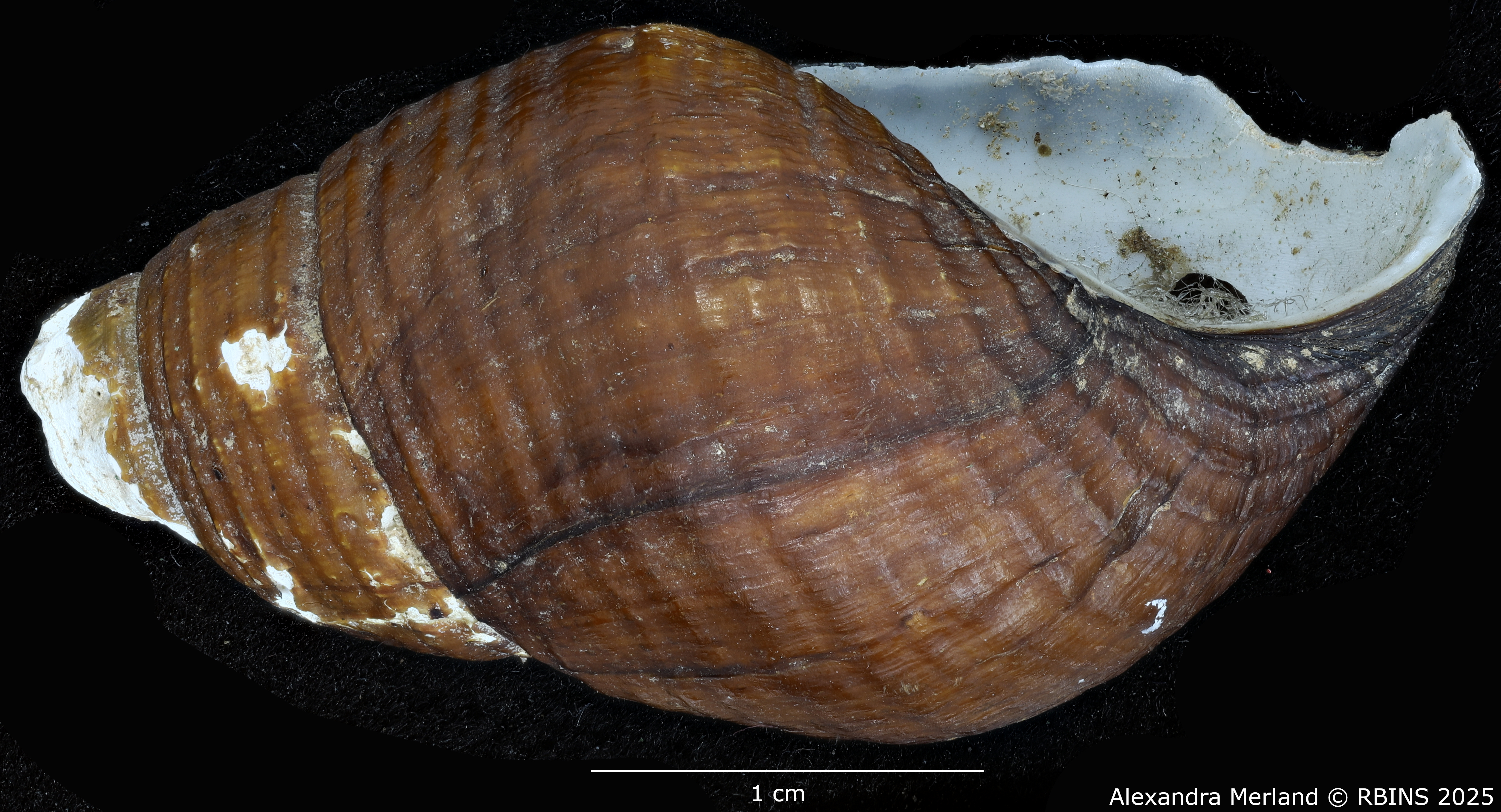 BE-RBINS-INV-MT-2128-Melania-aubryana-var.-obliterata-st-L2.jpg