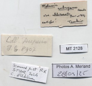 BE-RBINS-INV-MT-2128-Melania-aubryana-var.-obliterata-st-label.jpg