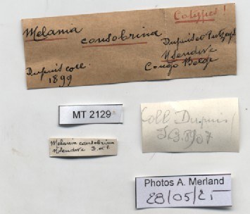 BE-RBINS-INV-MT-2129-Melania-consobrina-st-label.jpg BE-RBINS-INV-MT-2129-Melania-consobrina-st-label.jpg