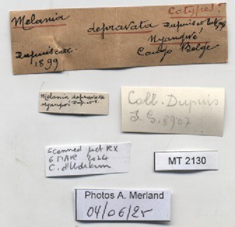 BE-RBINS-INV-MT-2130-Melania-depravata-st-label.jpg