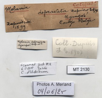 BE-RBINS-INV-MT-2130-Melania-depravata-st-label.jpg
