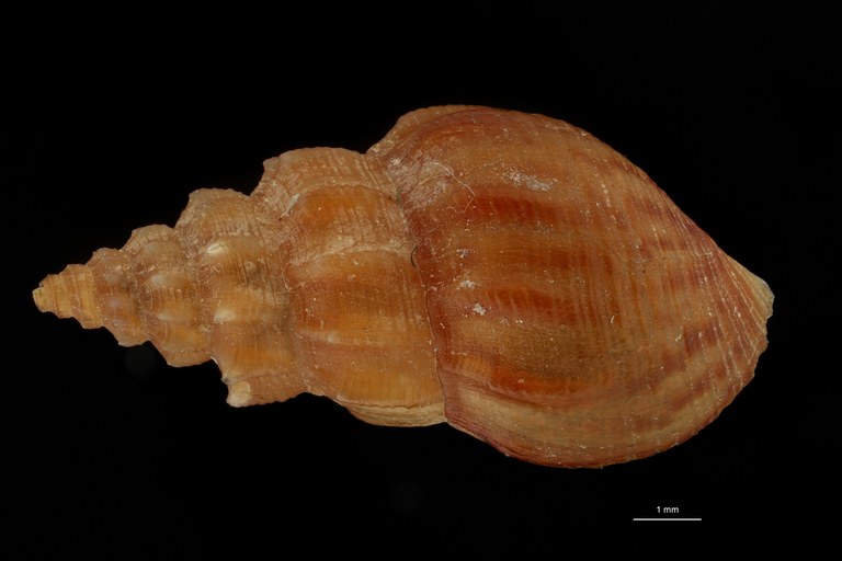 BE-RBINS-INV HOLOTYPE MT 205 Melania keiensis DORSAL ZS DMap Scaled.jpg