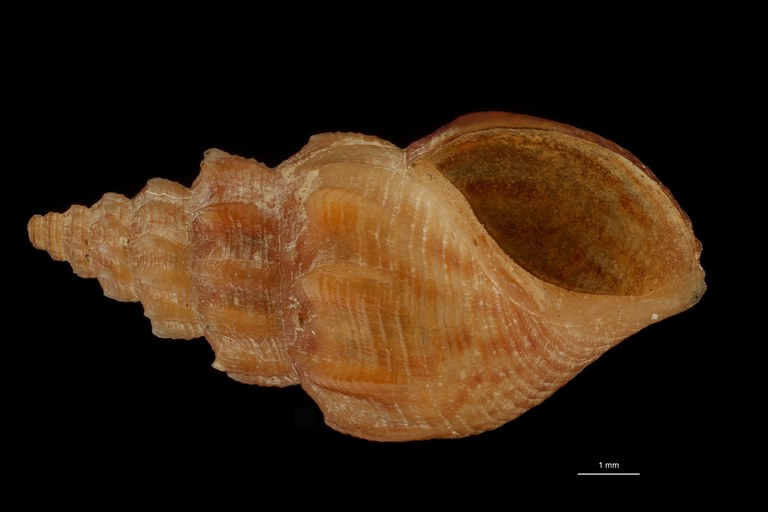 BE-RBINS-INV HOLOTYPE MT 205 Melania keiensis VENTRAL ZS DMap Scaled.jpg