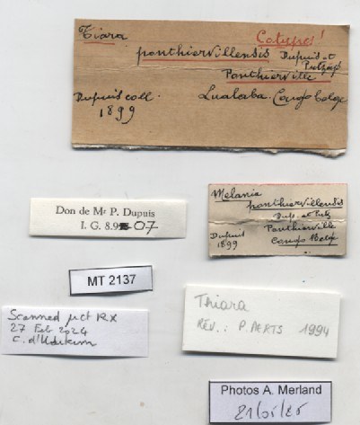 BE-RBINS-INV-MT-2137-Melania-ponthiervillensis-st-label.jpg
