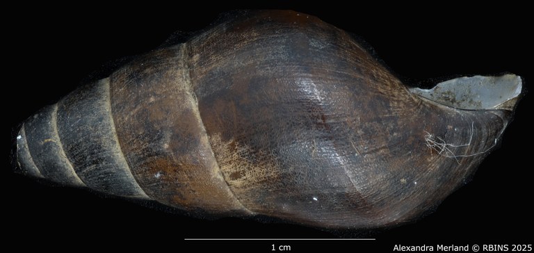 BE-RBINS-INV-MT-2138-Melania-ponthiervillensis-spoliata-st-L2.jpg BE-RBINS-INV-MT-2138-Melania-ponthiervillensis-spoliata-st-L2.jpg