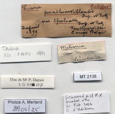 BE-RBINS-INV-MT-2138-Melania-ponthiervillensis-spoliata-st-label.jpg BE-RBINS-INV-MT-2138-Melania-ponthiervillensis-spoliata-st-label.jpg