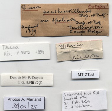 BE-RBINS-INV-MT-2138-Melania-ponthiervillensis-spoliata-st-label.jpg