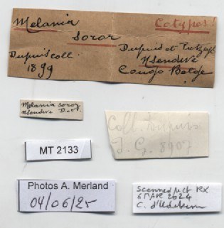 BE-RBINS-INV-MT-2133-Melania-soror-st-label.jpg BE-RBINS-INV-MT-2133-Melania-soror-st-label.jpg