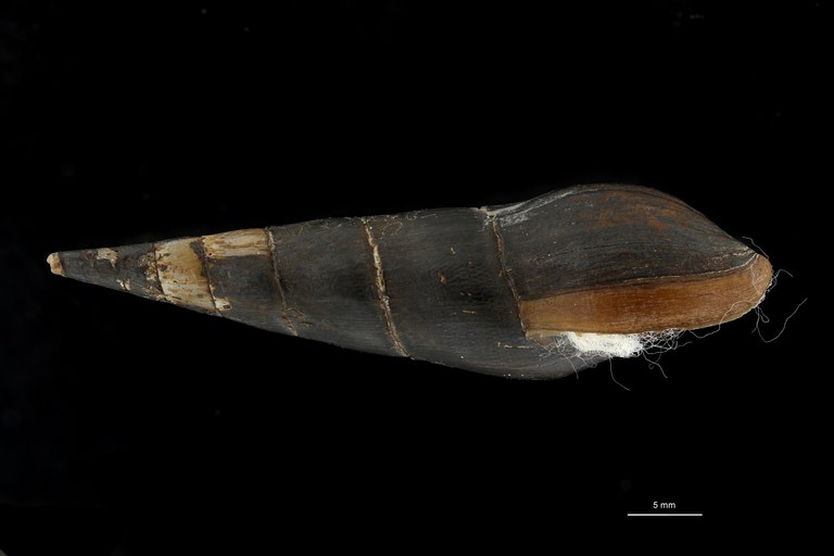 BE-RBINS-INV HOLOTYPE MT 204 Melania stalkeri LATERAL ZS DMap Scaled.jpg