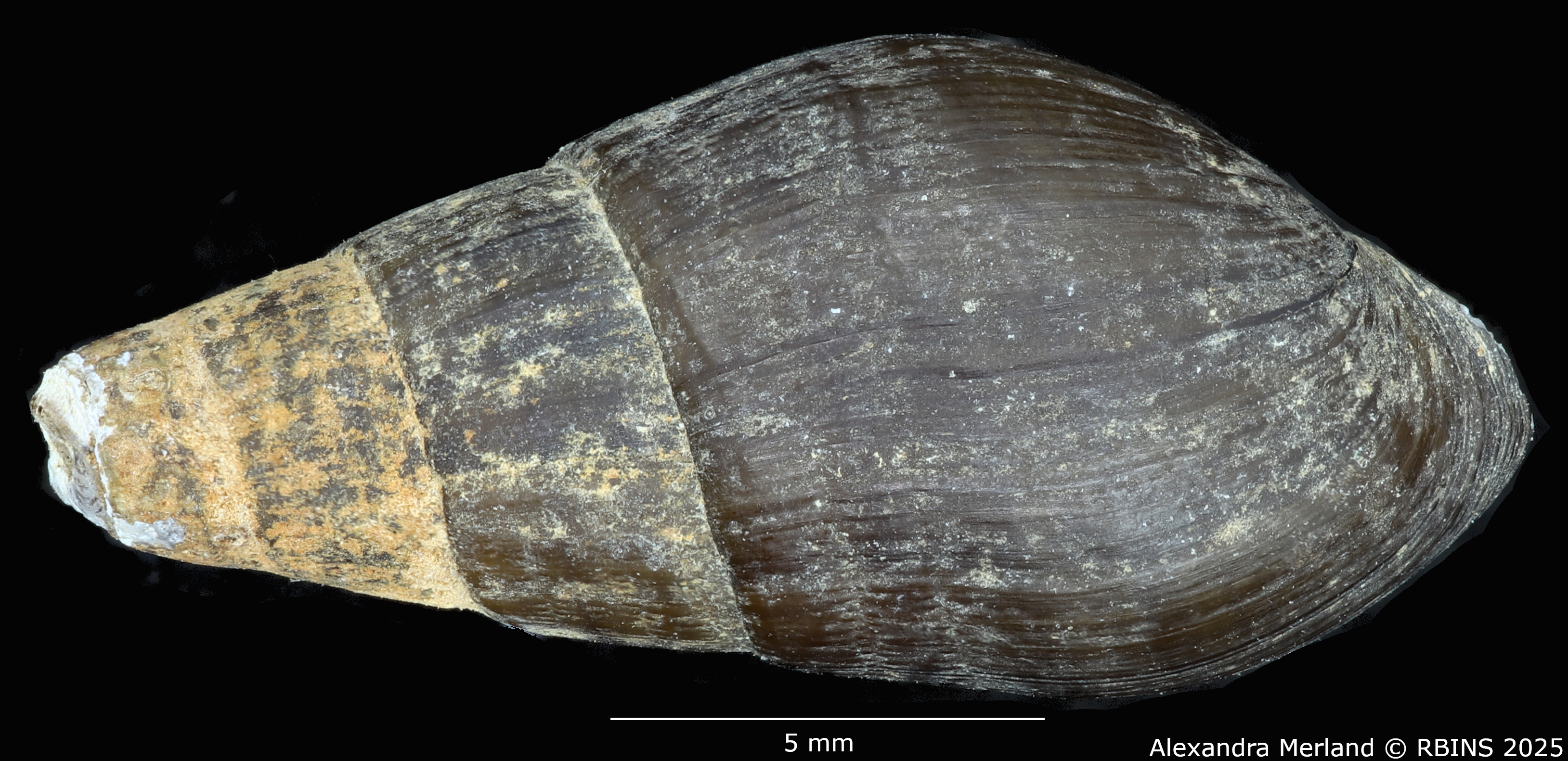 BE-RBINS-INV-MT-2132-Melania-(Tarebia)-semigranosa-obsoleta-st-D.jpg