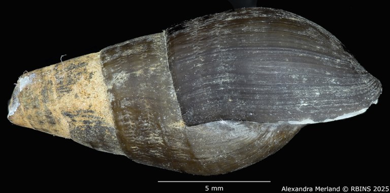 BE-RBINS-INV-MT-2132-Melania-(Tarebia)-semigranosa-obsoleta-st-L.jpg